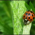 *Harlekin-Marienkäfer*