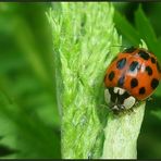 *Harlekin-Marienkäfer*