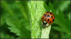 *Harlekin-Marienkäfer*