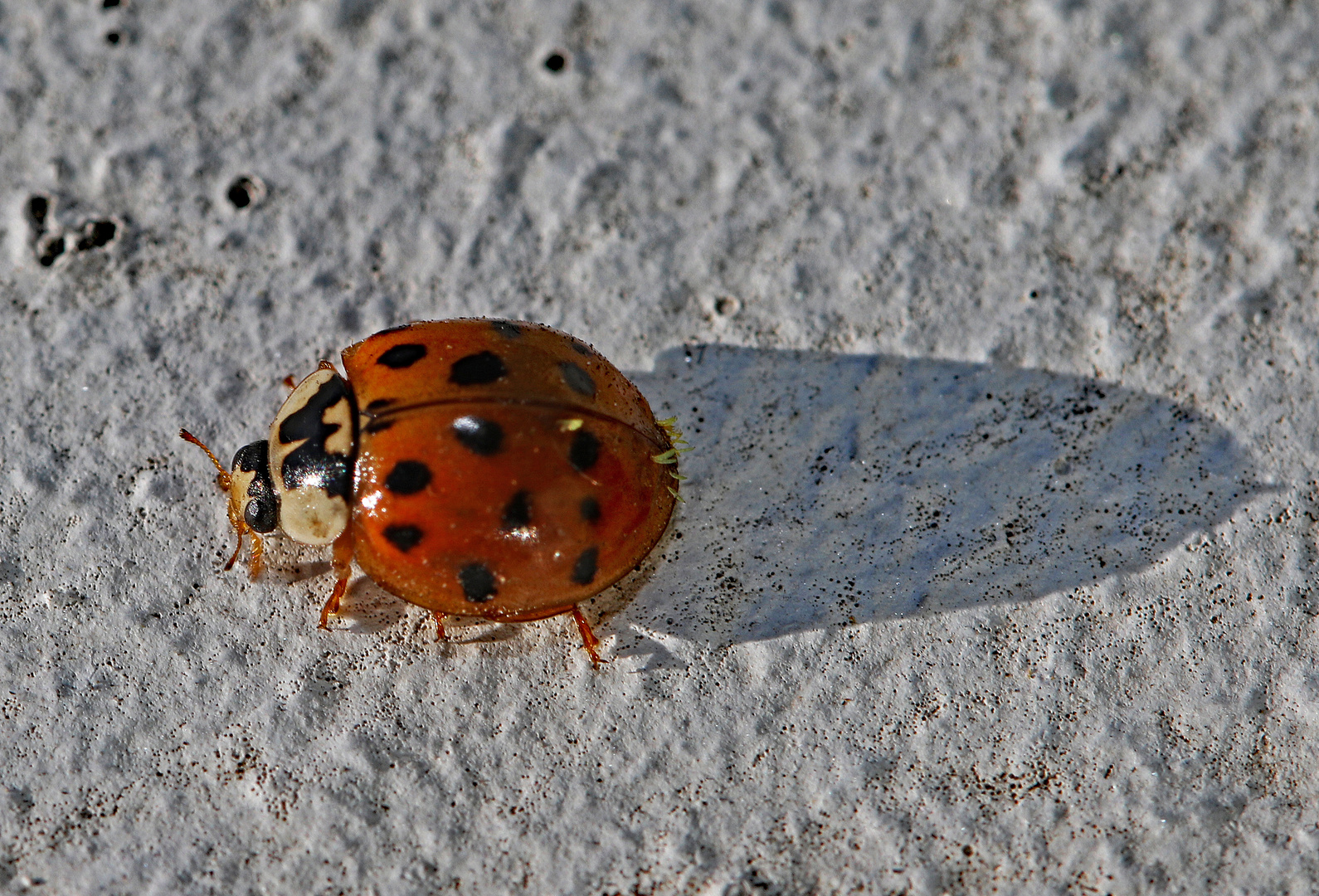 Harlekin-Marienkäfer Asiatischer Marienkäfer