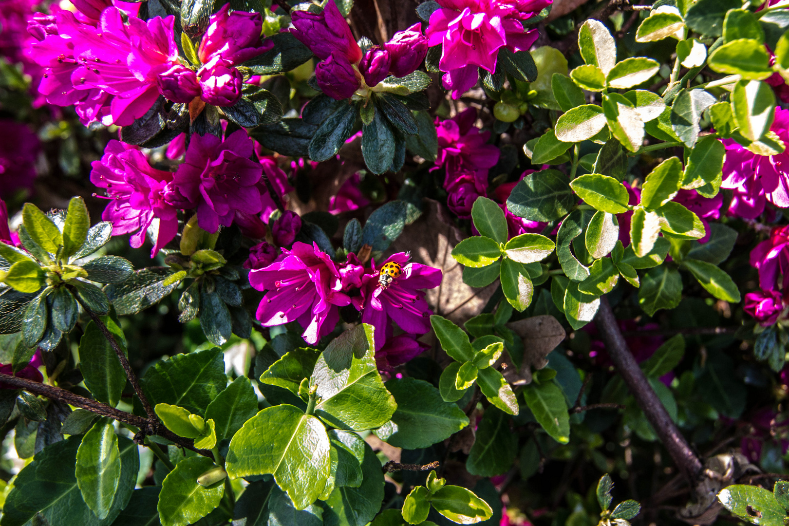 Harlekin Marienkäfer auf einem Rhododendron 