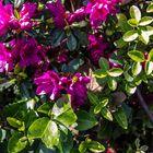 Harlekin Marienkäfer auf einem Rhododendron 