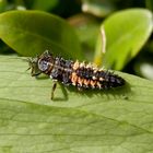 Harlekin-Marienkäfer (Harmonia axyridis)