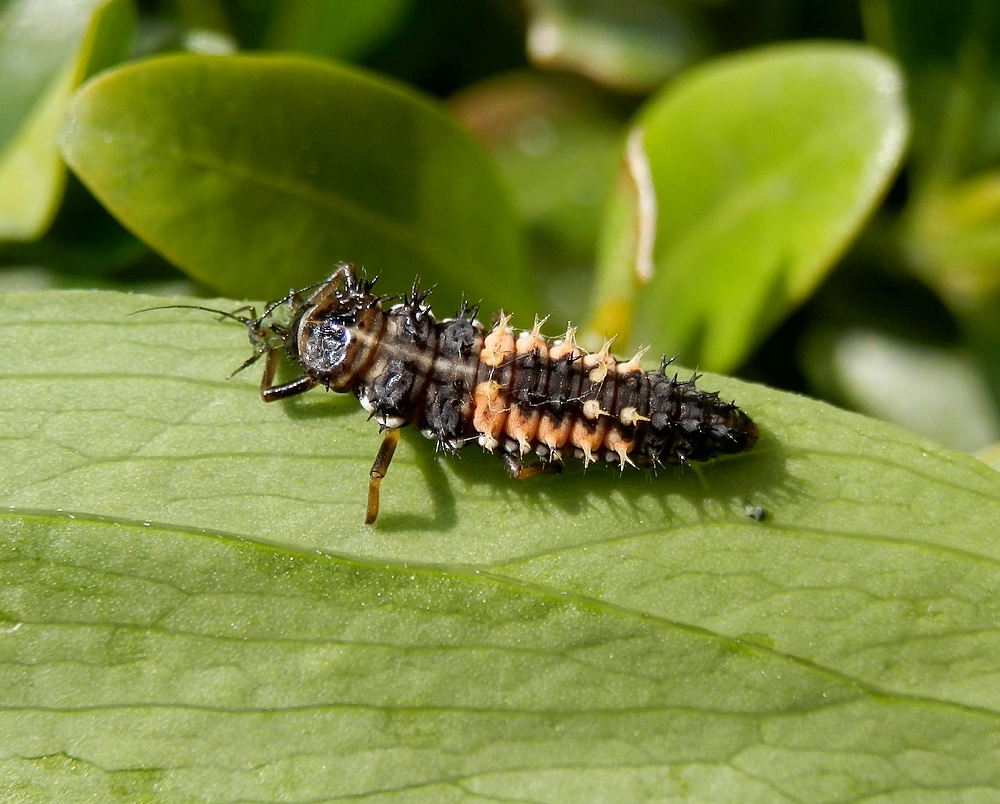 Harlekin-Marienkäfer (Harmonia axyridis)