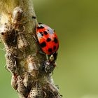 Harlekin-Marienkäfer - Harmonia axyridis frisst Weiden-Rindenläuse-Tuberolachnus salignus