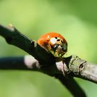 Harlekin-Marienkäfer (Harmonia axyridis), harlequin