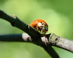 Harlekin-Marienkäfer (Harmonia axyridis), harlequin