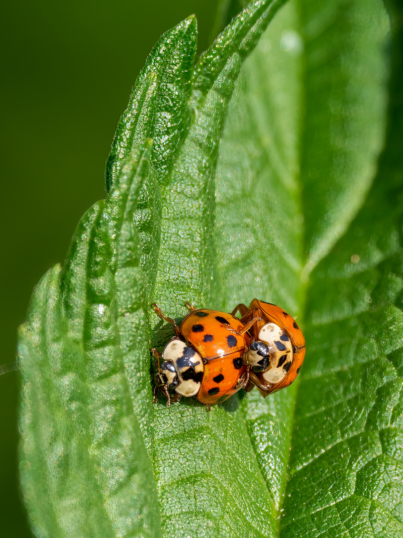 Harlekin-Marienkäfer im Liebesrausch