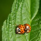 Harlekin-Marienkäfer im Liebesrausch