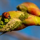 Harlekin-Marienkäfer mit Blattläüsen