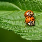 Harlekin-Marienkäfer - überarbeitet