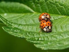 Harlekin-Marienkäfer - überarbeitet