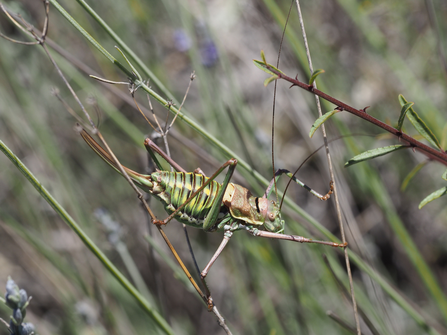 Harlekin oder Heuschrecke?