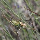 Harlekin oder Heuschrecke?