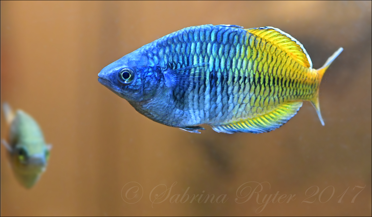 Harlekin-Regenbogenfisch