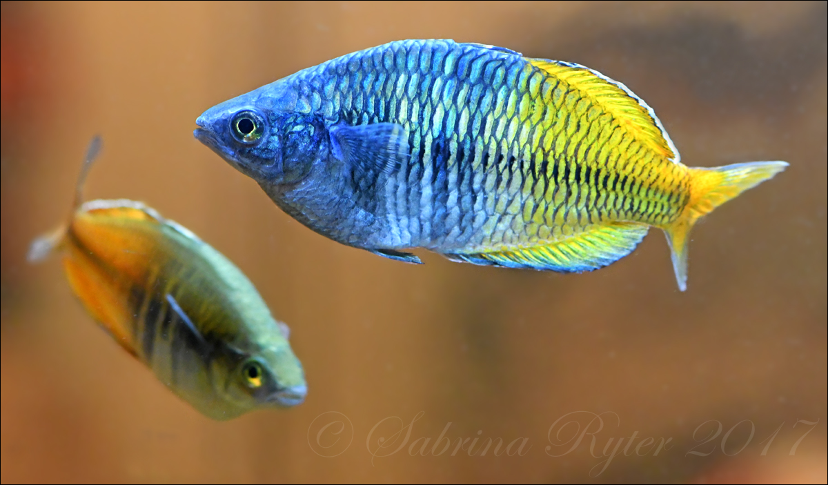 Harlekin-Regenbogenfisch