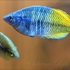 Harlekin-Regenbogenfisch