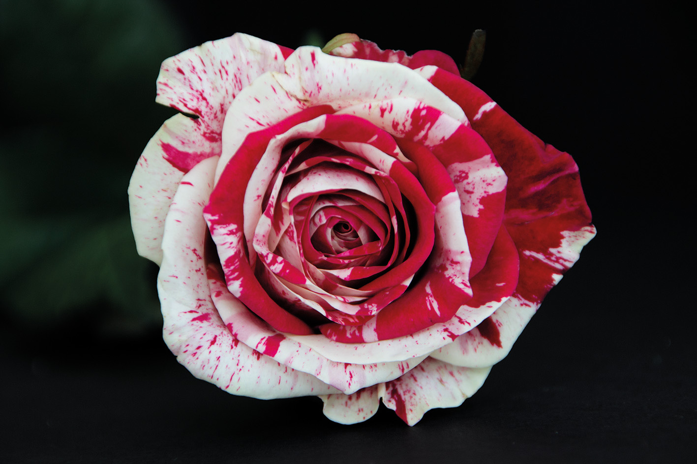 Harlekin Rose