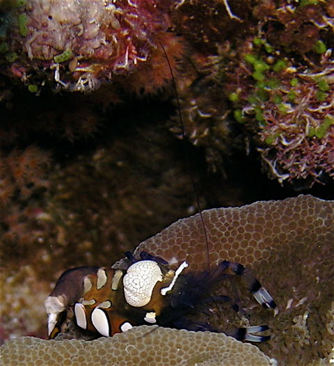 harlekin schrimp