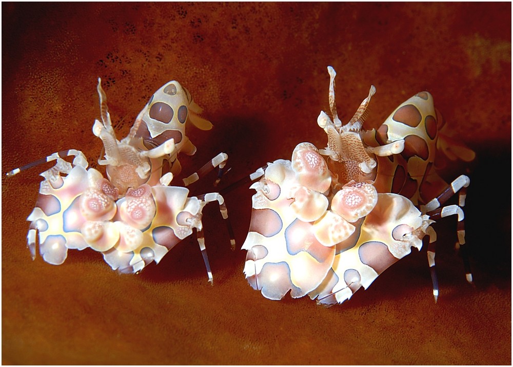 Harlekin Shrimps -doublecouple-