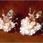 Harlekin Shrimps -doublecouple-