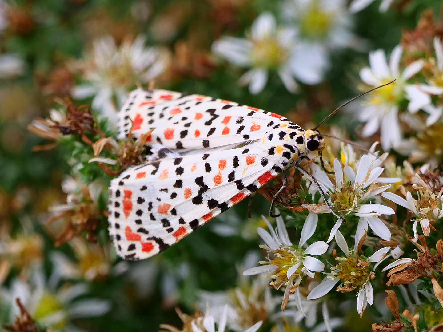 Harlekinbär - Utetheisa pulchella