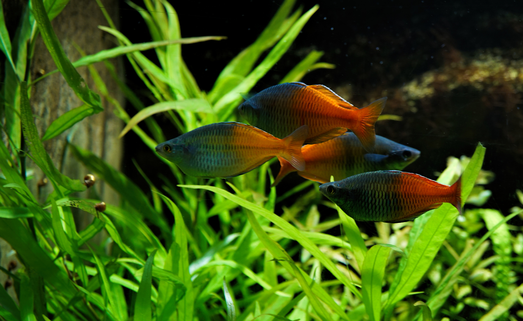 Harlekinregenbogenfisch