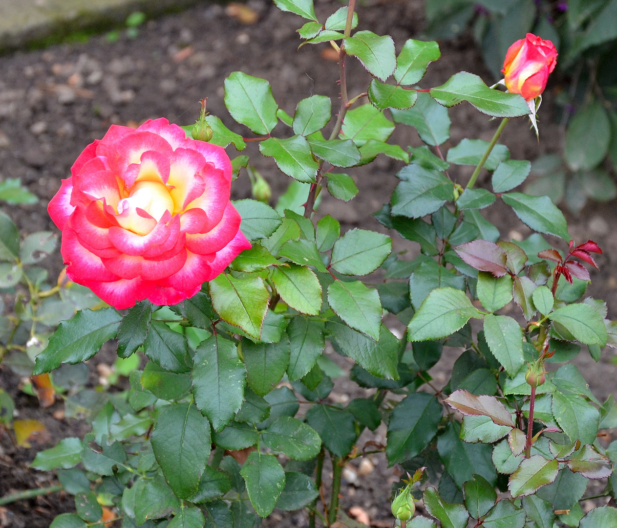 Harlekinrosen in Altenmarkt