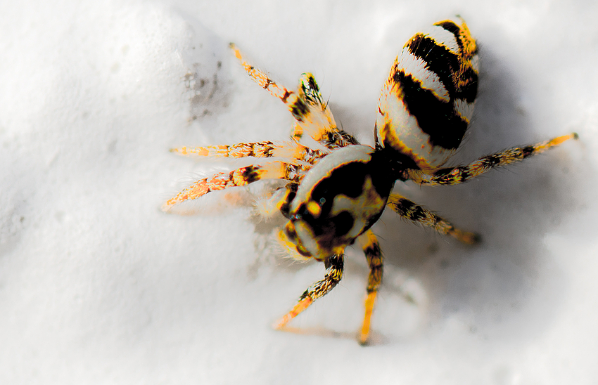 Harlekinspinne oder Zebraspringspinne...