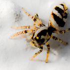 Harlekinspinne oder Zebraspringspinne...