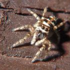 Harlekinspringspinne (Salticus scenicus)