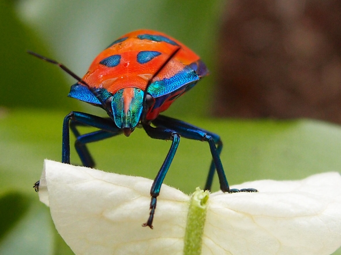 Harlequin bug