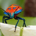 Harlequin bug