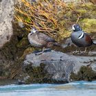 Harlequin ducks