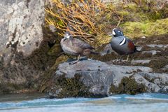 Harlequin ducks