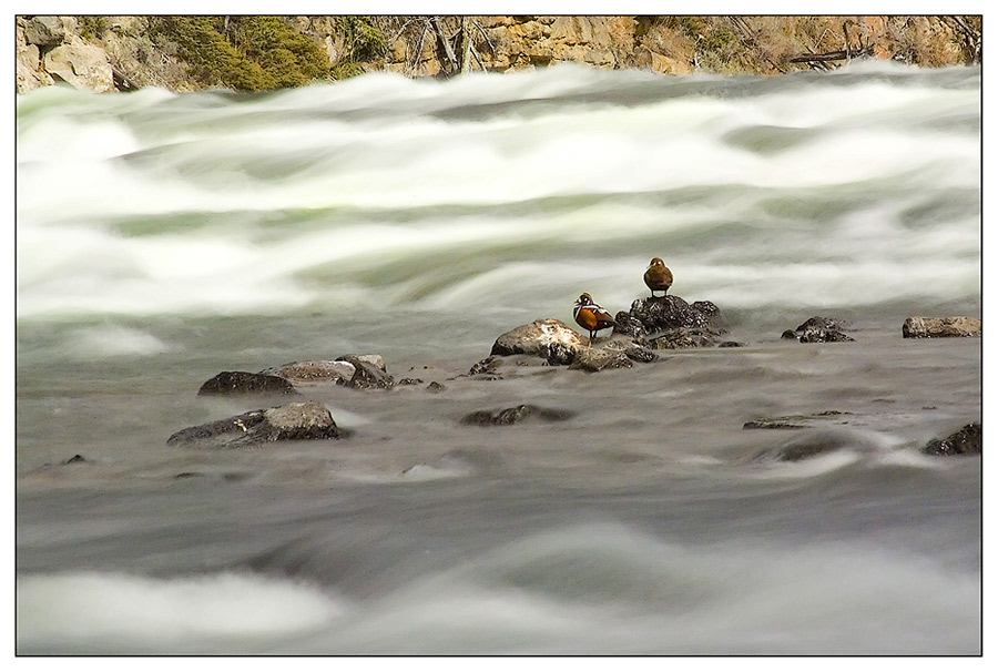 Harlequin Ducks, oder...