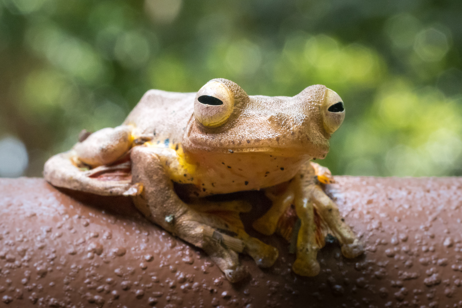 Harlequin Flying Frog