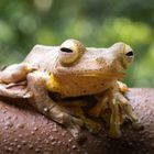 Harlequin Flying Frog