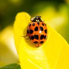 Harlequin Ladybird