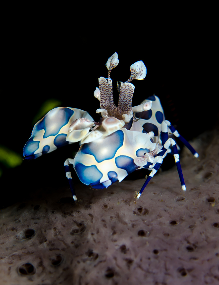 Harlequin Shrimp