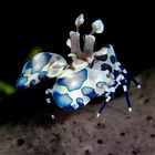 Harlequin Shrimp