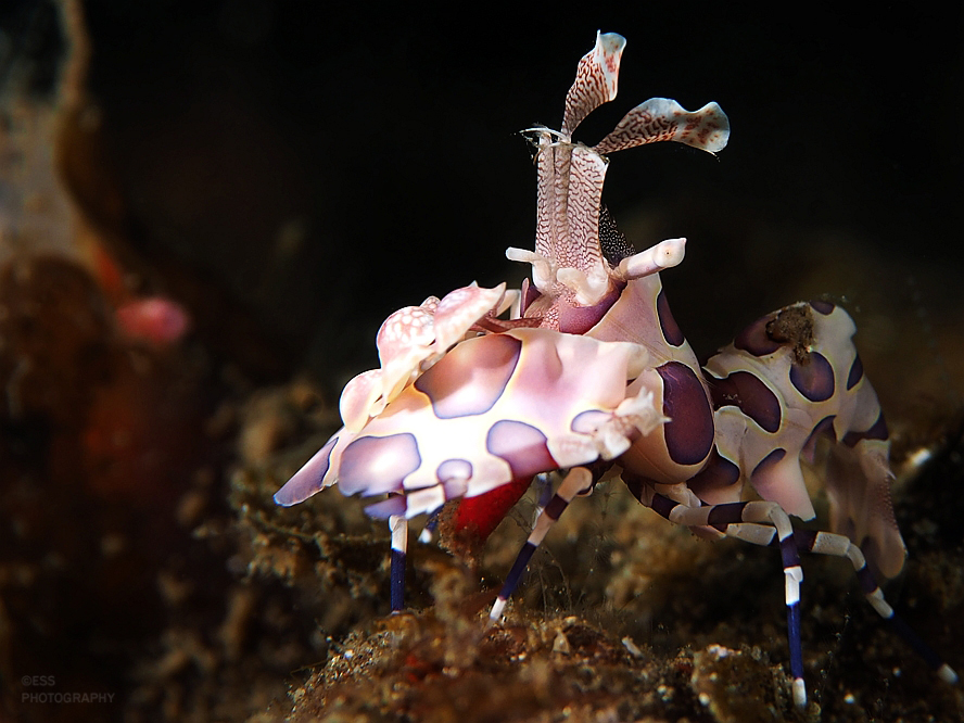 Harlequin shrimp