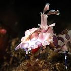 Harlequin shrimp