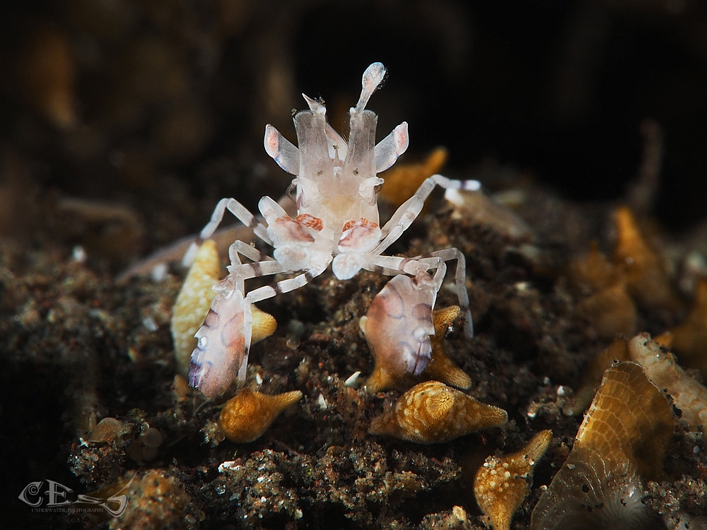 Harlequin Shrimp 