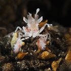 Harlequin Shrimp 