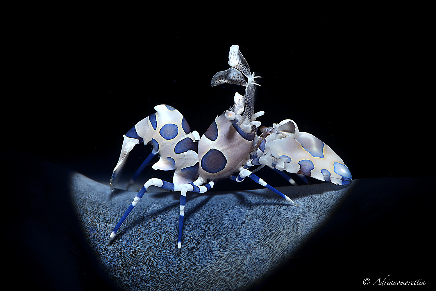 Harlequin shrimp (Hymenocera picta)