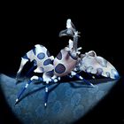 Harlequin shrimp (Hymenocera picta)