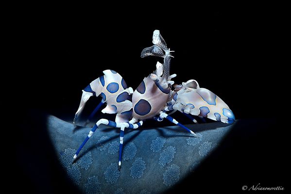 Harlequin shrimp (Hymenocera picta)
