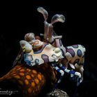 Harlequin shrimp (Hymenocera Picta)