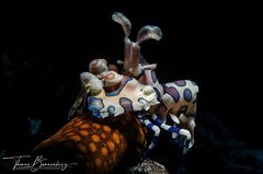 Harlequin shrimp (Hymenocera Picta)